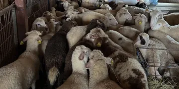 Aydıntepe’de şap hastalığına yönelik NSP ve bağışıklık takibi başlatıldı