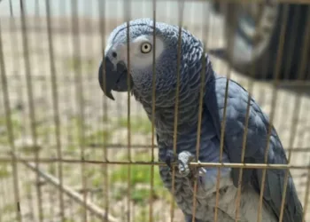 Antalya’da belgesiz papağan bulunduran işletme sahibine 15 bin TL ceza