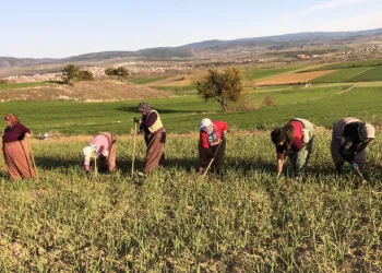 Taşköprü sarımsağı tarlalarındaki zararlı otları tek tek topluyorlar