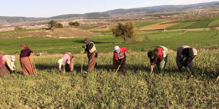 Taşköprü sarımsağı tarlalarındaki zararlı otları tek tek topluyorlar