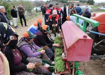 Dinar’da ‘Kekik Yetiştiriciliği Projesi’ devam ediyor