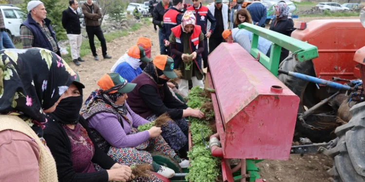 Dinar’da ‘Kekik Yetiştiriciliği Projesi’ devam ediyor