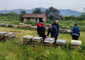 Aydın’da ana arı üretim kovanları denetlendi