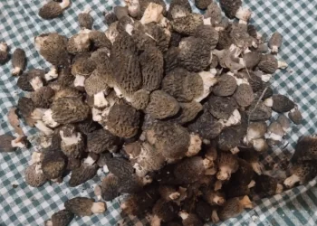 Beyşehir’de kuzugöbeği tutkunları sahaya çıktı