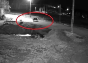Kış uykusundan uyanan ayılar Bayburt’un köylerinde yiyecek aradı