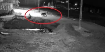 Kış uykusundan uyanan ayılar Bayburt’un köylerinde yiyecek aradı