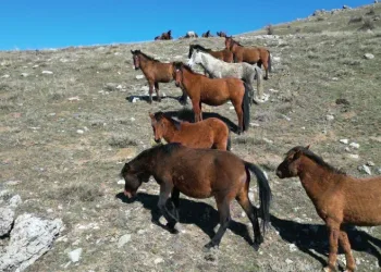 Havanın ısınmasıyla yılkı atlarının hareketliliği arttı