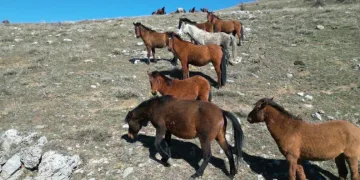 Havanın ısınmasıyla yılkı atlarının hareketliliği arttı