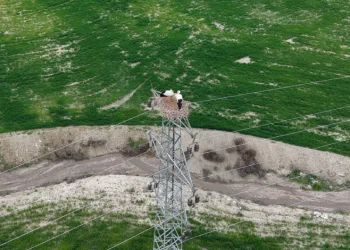 Baharın müjdecisi leylekler Elazığ’ı renklendiriyor