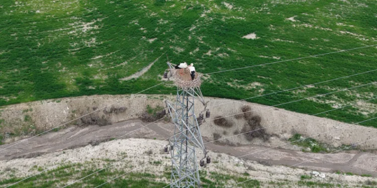 Baharın müjdecisi leylekler Elazığ’ı renklendiriyor