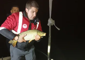 Samsun’da Kaçak Avcılığa Engel: 60 Kg Sazan Kurtarıldı