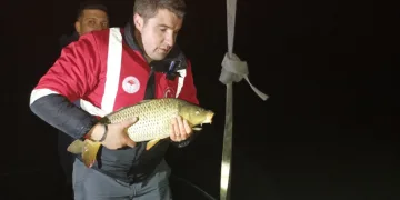 Samsun’da Kaçak Avcılığa Engel: 60 Kg Sazan Kurtarıldı