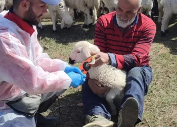 Kemah’ta küçükbaş hayvanlar aşılanarak küpeleniyor