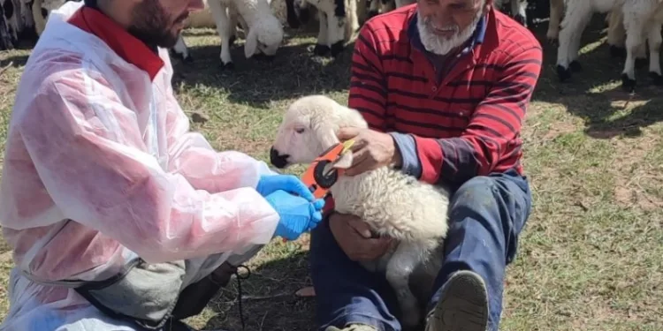 Kemah’ta küçükbaş hayvanlar aşılanarak küpeleniyor
