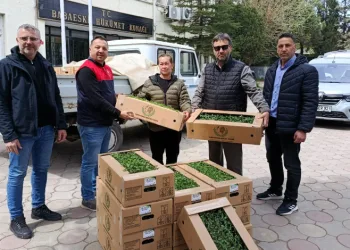 Babaeski’de üreticiye 2 bin kırmızı domates fidesi verildi