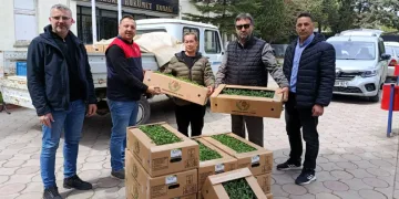 Babaeski’de üreticiye 2 bin kırmızı domates fidesi verildi