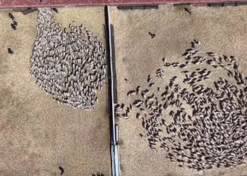 Kuzular anneleriyle buluştu, sevgi yumağı dron kamerasında