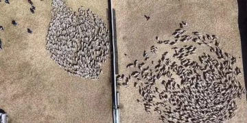 Kuzular anneleriyle buluştu, sevgi yumağı dron kamerasında