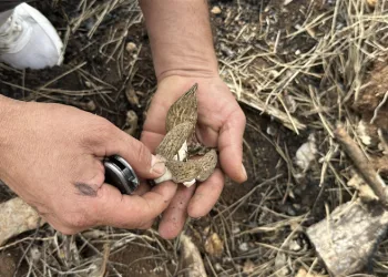 Yanan ormanlık alanda kuzugöbeği mantarı bolluğu: Köylülerin gelir kaynağı oldu