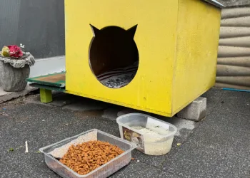 Şehir merkezine inen tilki kimseye aldırış etmeden karnını doyurdu