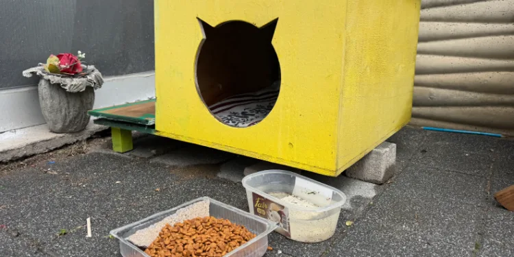 Şehir merkezine inen tilki kimseye aldırış etmeden karnını doyurdu