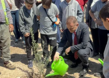 Milas’ta 4 Bin Zeytin Fidanı Toprakla Buluştu