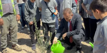 Milas’ta 4 Bin Zeytin Fidanı Toprakla Buluştu