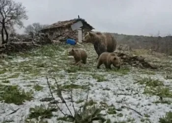 Kış uykusundan uyanan anne ayı yavruları ile yaylaya indi