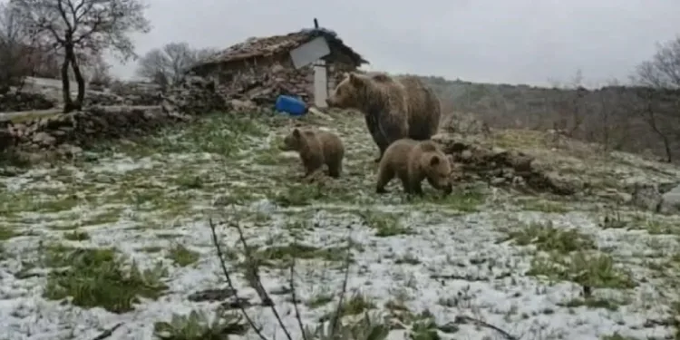 Kış uykusundan uyanan anne ayı yavruları ile yaylaya indi