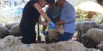 Karpuzlu’da küçükbaş hayvanlar kayıt altına alınıyor