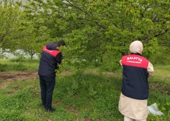 Malatya’da dolu sonrası hasar tespit çalışmaları başlatıldı