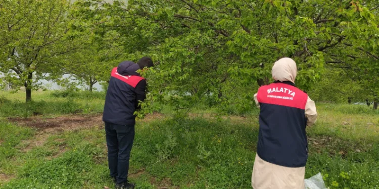 Malatya’da dolu sonrası hasar tespit çalışmaları başlatıldı