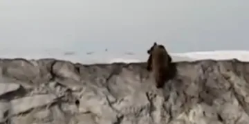 Van’da kara yoluna inen ayı kameraya yansıdı