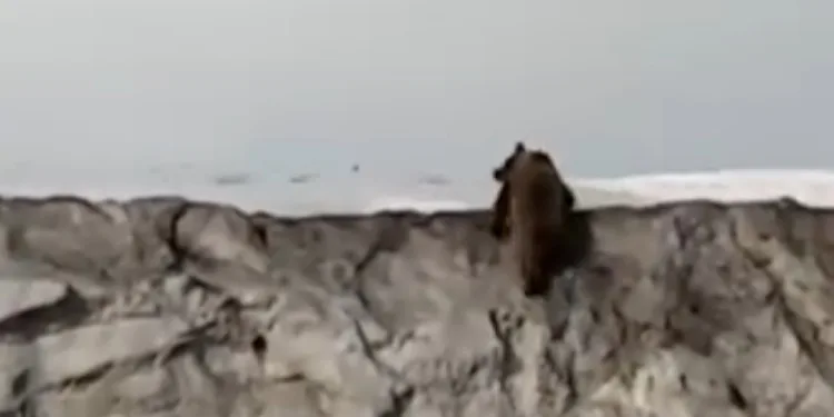 Van’da kara yoluna inen ayı kameraya yansıdı