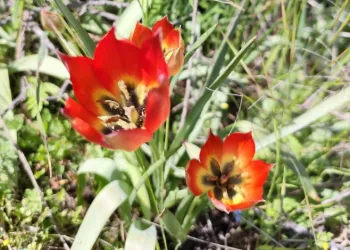 Denizli’de anemon lalesi yetişti