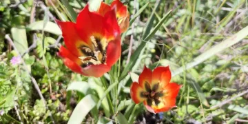 Denizli’de anemon lalesi yetişti