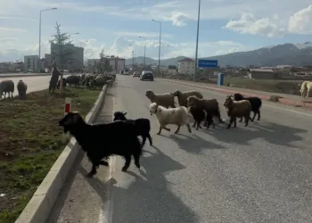 Koyunlar refüjde otladı, sürücüler bekledi