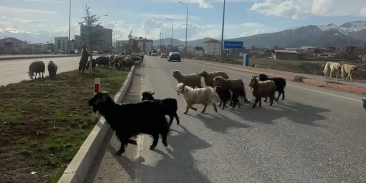 Koyunlar refüjde otladı, sürücüler bekledi