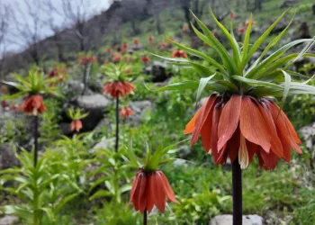 Tunceli’de anne ayı ve yavruları görüntülendi