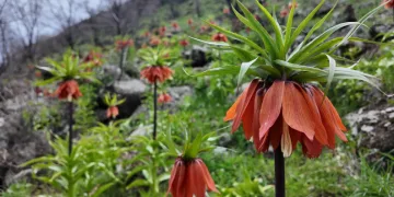 Tunceli’de anne ayı ve yavruları görüntülendi