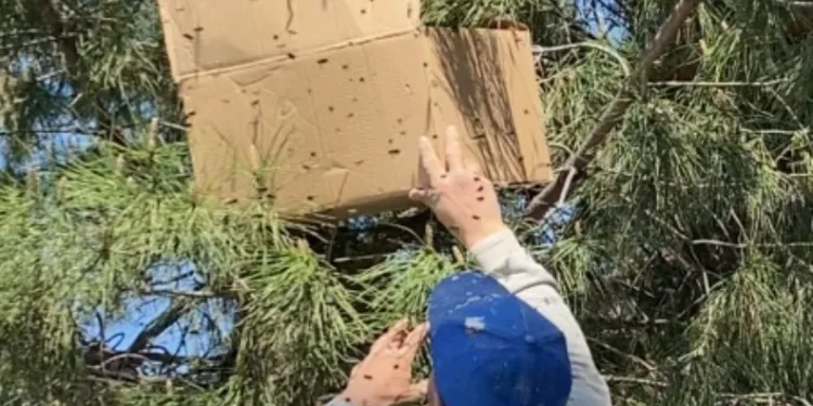 Tokat’ta ağaca oğul veren arıları ekipmansız topladı