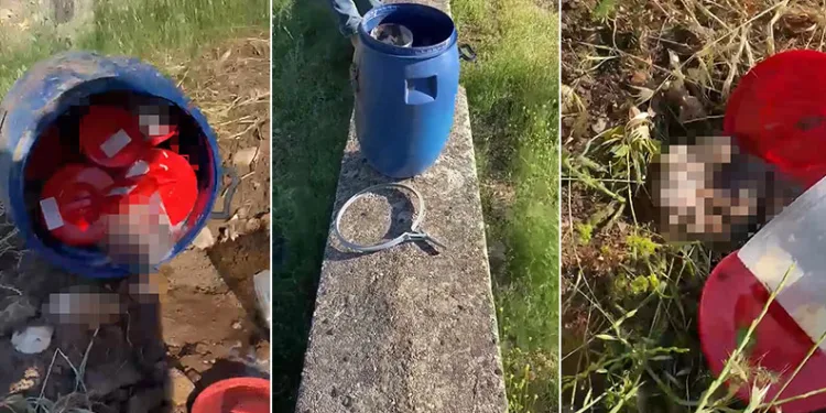 Şanlıurfa’da plastik kutularda 21 cenin bulundu