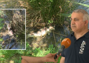 Botanik Park’taki ölümler tepki çekti! Gölette canlı yaşamı yok oluyor