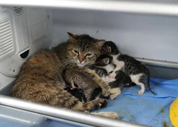 Süt anne kedi, 3 kediyi de sahiplendi