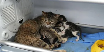 Süt anne kedi, 3 kediyi de sahiplendi
