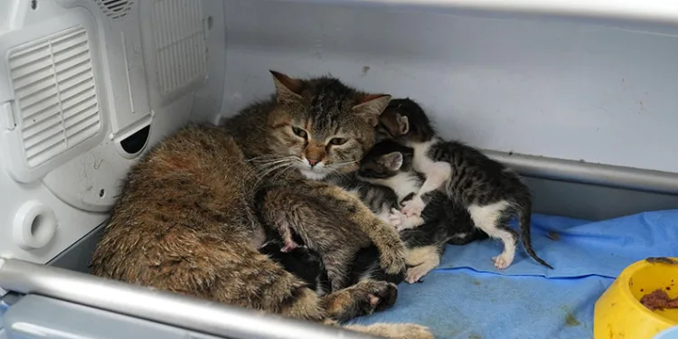 Süt anne kedi, 3 kediyi de sahiplendi