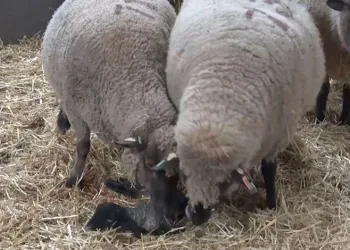 Çiftlikte doğan kuzu paylaşılamadı: İki anne bir yavru