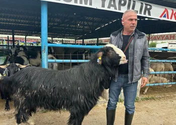 Bursa’da Kurban Pazarının Şampiyonu Satıldı: 120 Kiloluk Keçi 47 Bin Lira!