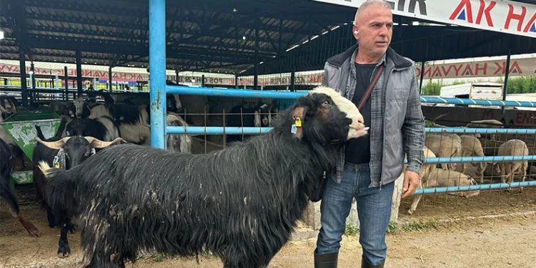 Bursa’da Kurban Pazarının Şampiyonu Satıldı: 120 Kiloluk Keçi 47 Bin Lira!