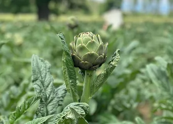 Hasanağa enginarında hasat başladı